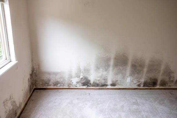 Best Attic Mold Removal  in Pacolet, SC
