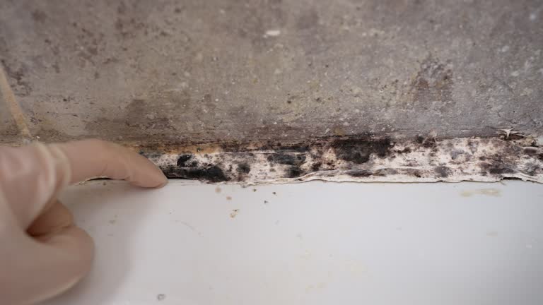 Mold Removal for HVAC Installations in Pacolet, SC